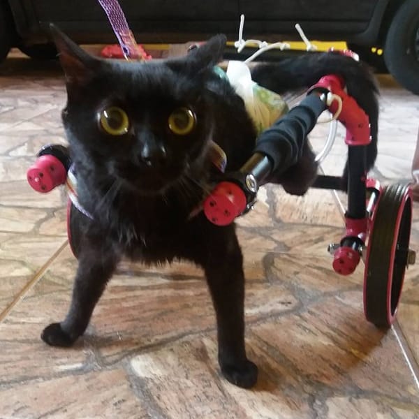 Cadeirinha Gato (1)