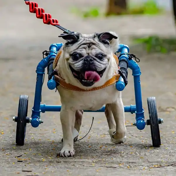 Cadeirinha M 2 Rodas